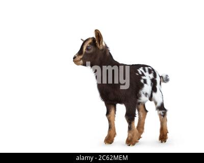 Cute brown with white spotted belly baby pygmy goat, standing side ways. Head up and looking straight ahead. Isolated on a white background. Stock Photo