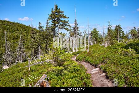 Path among dead trees in Karkonosze National Park, Poland. Stock Photo