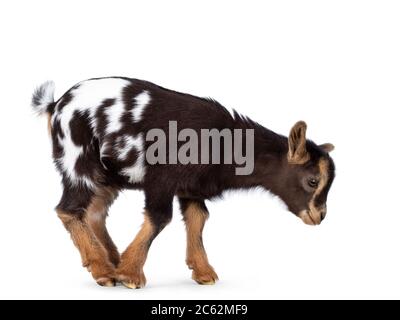 Cute brown with white spotted belly baby pygmy goat, standing / walking side ways. Head down and looking straight ahead to the ground. Isolated on a w Stock Photo