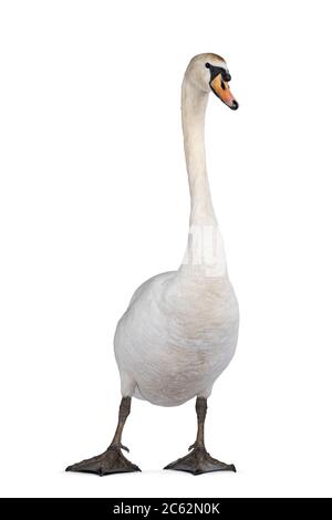 Beautiful male white Mute swan, standing facing front. Looking to camera. Isolated on white background. Stock Photo