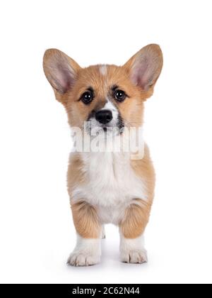 Pembroke Welsh Corgi puppy isolated white background Stock Photo - Alamy