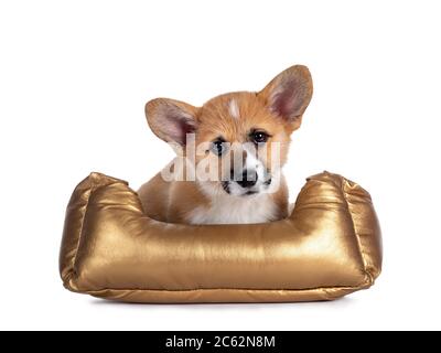 Adorable Welsh Corgi Pembroke dog puppy, sitting facing front in golden basket. Looking straight to camera with shiny eyes. Isolated on white backgrou Stock Photo