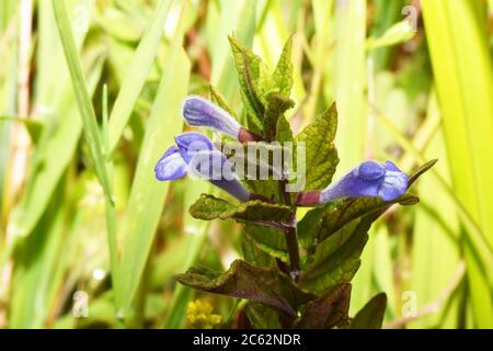Common Skullcap 'Scutellaria galericulata' with bright blue flowers found on damp ground such as marshes, fens, riverbanks and pond margins.Flowers Ju Stock Photo