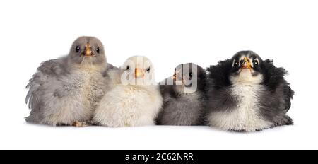 Group of 4 multi colored baby Brahma chickens, sitting together. Isolated on a white background. Stock Photo
