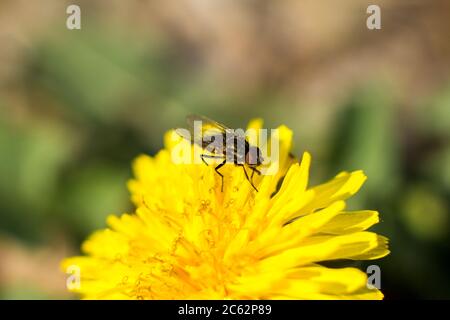 A fly on a yellow dandelion. Macro shooting. Stock Photo