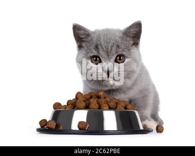 british shorthair dry food