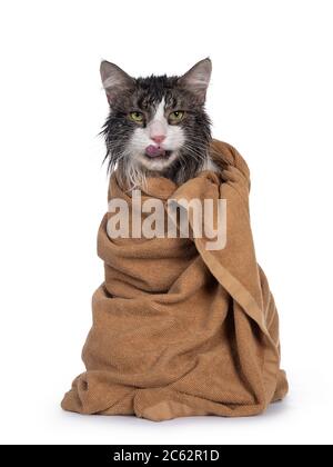 Wet freshly washed adult Norwegian Forestcat, sitting facing front wrapped up in brown towel sticking out tongue. Looking annoyed to camera. Isolated Stock Photo