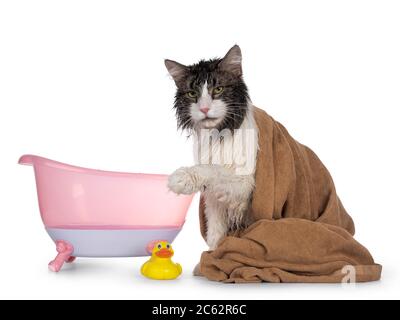 Wet freshly washed adult Norwegian Forestcat, sitting side ways wrapped up in green towel beside yellow plastic toy duck and pink doll bath. Looking a Stock Photo