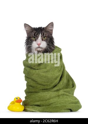 Wet freshly washed adult Norwegian Forestcat, sitting facing front wrapped up in green towel and beside a yellow plastic toy duck. Looking annoyed to Stock Photo
