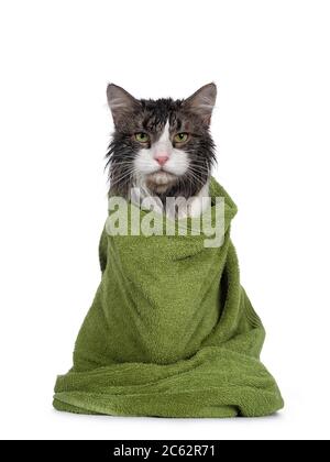 Wet freshly washed adult Norwegian Forestcat, sitting facing front wrapped up in green towel. Looking annoyed to camera. Isolated on white background. Stock Photo