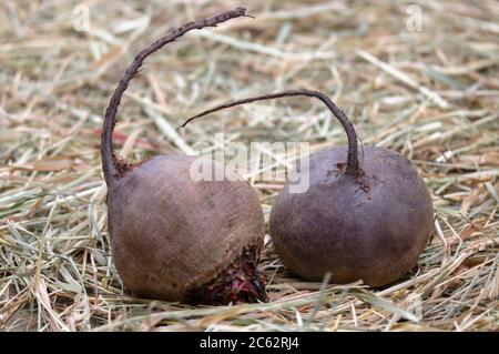 Organic beets in the hay.Still life with root crops. Stock Photo