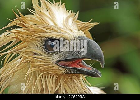 Harpy Eagle (Harpia harpyja) close up of head of juvenile, wet after rain  Capricho, Colombia             November Stock Photo