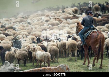 Boy on horseback herding a flock of sheep.Kyrgyzstan Stock Photo