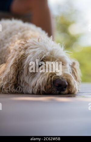 Close up of a sleeping Labradoodle Stock Photo