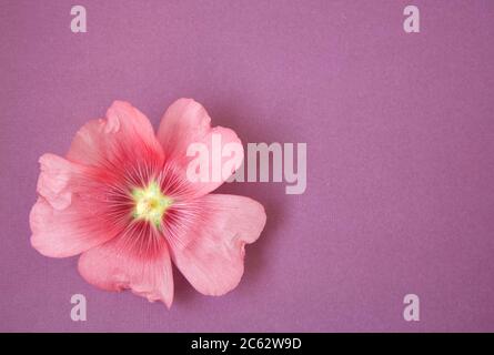 Light purple paper background with big flower lavatera Stock Photo