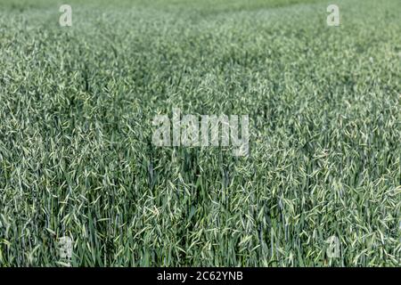 Green oat (Avena sativa) field Stock Photo