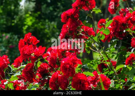 Red climbing rose garden Stock Photo