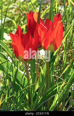 Wild tulips blossom Stock Photo