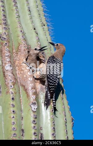 Two Saguaro Cacti In The Sonoran Desert Stock Photo - Alamy