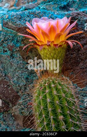 Torch Cactus in Bloom and Chrysocolla-coated Boulder Stock Photo