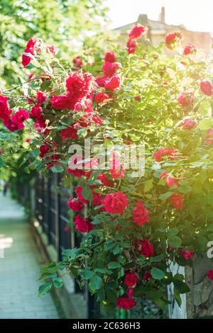 A bush of red small roses grows on the street along the fence. Urban flowers concept. Summer sunny day. Stock Photo