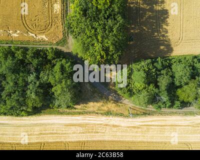 Aerial landscape of summer wheat and barley field crops for harvest, row of trees on farm. Stock Photo