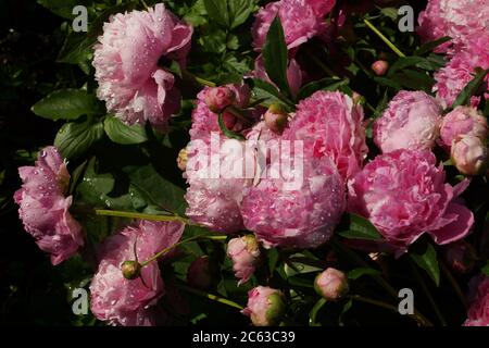 Beautiful vintage pink double peonies in drops of water. Stock Photo