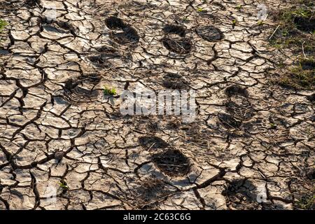 Footprints, muddy ground Stock Photo
