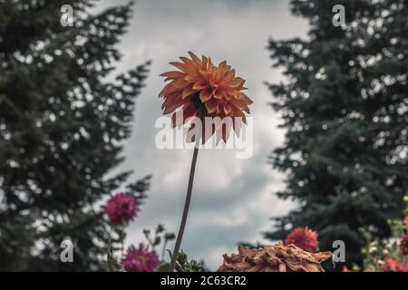 Ant's eye view of orange flower with raindrops on petals on a cloudy day with pine trees in background Stock Photo