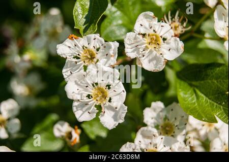 Crataegus monogyna oneseed hawthorn flowers Stock Photo