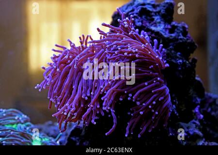 Long tentacles colorful live coral in saltwater reef aquarium tank Stock Photo