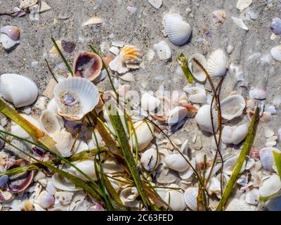Seashells on Gulf of Mexico beach on Sanibel Island Florida in the United States Stock Photo