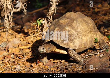Leopard Tortoise In Natural Environment (Stigmochelys pardalis) Stock Photo