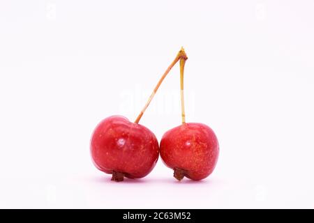 small apples on a branch. isolated apples are a small variety the size of cherries. A twig with two tiny apples. Stock Photo