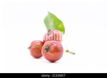 small apples on a branch. isolated apples are a small variety the size of cherries. Stock Photo