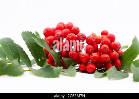 Rowan berry ,mountain ash, Sorbus aucuparia, isolated on a white background. Brush the red Rowan with green leaves Stock Photo
