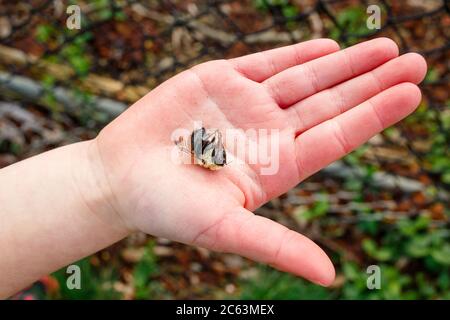 A small child's hand reaches out holding a dead bumblebee in her palm Stock Photo