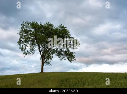 Lone deciduous tree on a grassy hill against a cloudy sky. Stock Photo