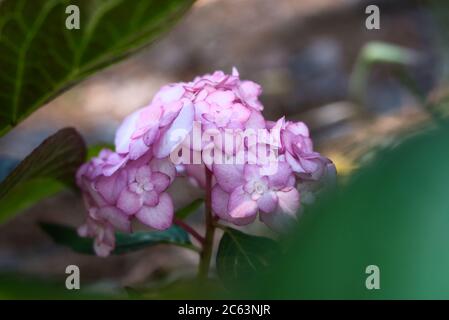 Soft pink and white hydrangea bloom Stock Photo