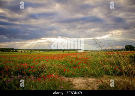 poppy field landscape against sun rays coming through the clouds Stock Photo