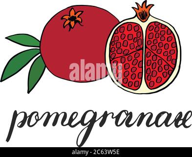 Red fruit pomegranate, whole and half pomegranate with seeds. Drawing of a plum with a green leaf. Vector picture drawn by hand. Vector sketch Stock Vector