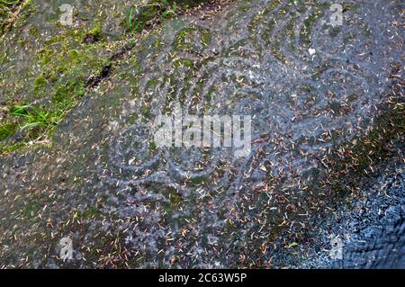 Ancient prehistoric petroglyph carved by indigenous First Nations people in the Great Bear Rainforest region, Bella Coola, British Columbia, Canada. Stock Photo