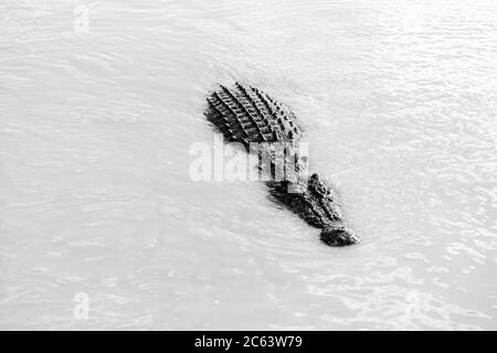 Crocodile lurking in the murky Stock Photo