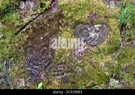 Ancient prehistoric petroglyph carved by indigenous First Nations people in the Great Bear Rainforest region, Bella Coola, British Columbia, Canada. Stock Photo