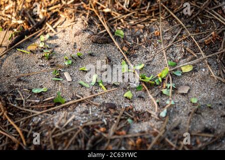 Black ants carrying tiny pieces of green leaves through the sand, sticks and dry grass Stock Photo