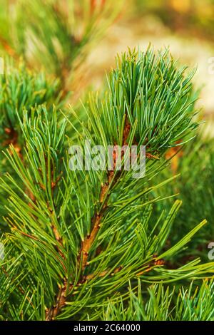 Needles of branch Siberian Stone Pine Pinus Pumila. Vertical close-up view of natural floral background on sunny day Stock Photo