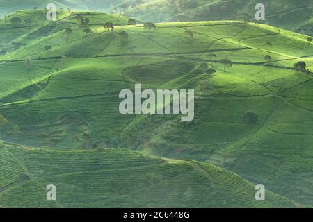 Landscape view of tea plantation on hillside and valley in morning, Bandung, Indonesia Stock Photo