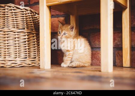 Cute brown kitten with timid expression and blue eyes sitting under the wooden chair on the wooden floor of terrace in front of brick wall. Stock Photo