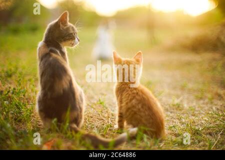 Ash cat sitting in the summer garden at evening Stock Photo