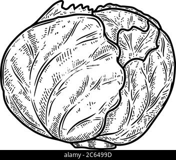 Illustration of cabbage in engraving style. Design element for logo, label, sign, emblem, poster. Vector illustration Stock Vector